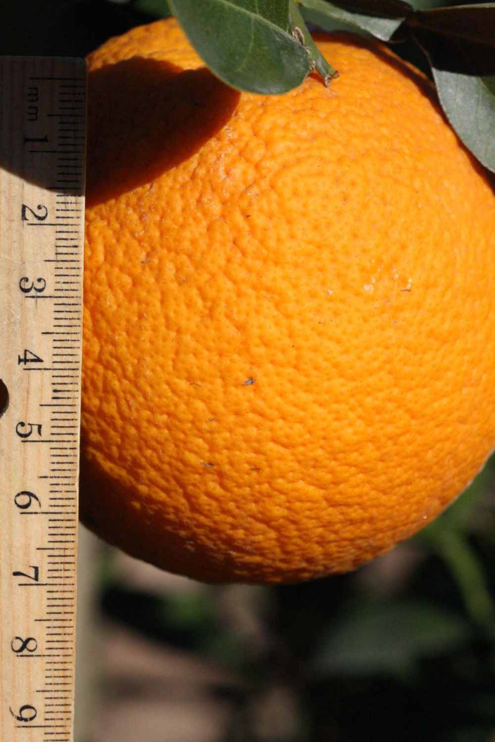              Fruit (Riverside, CA)       